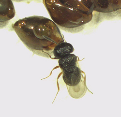 Photograph of larger wasp species in which the long egg-laying tube (ovipositor) is visible.